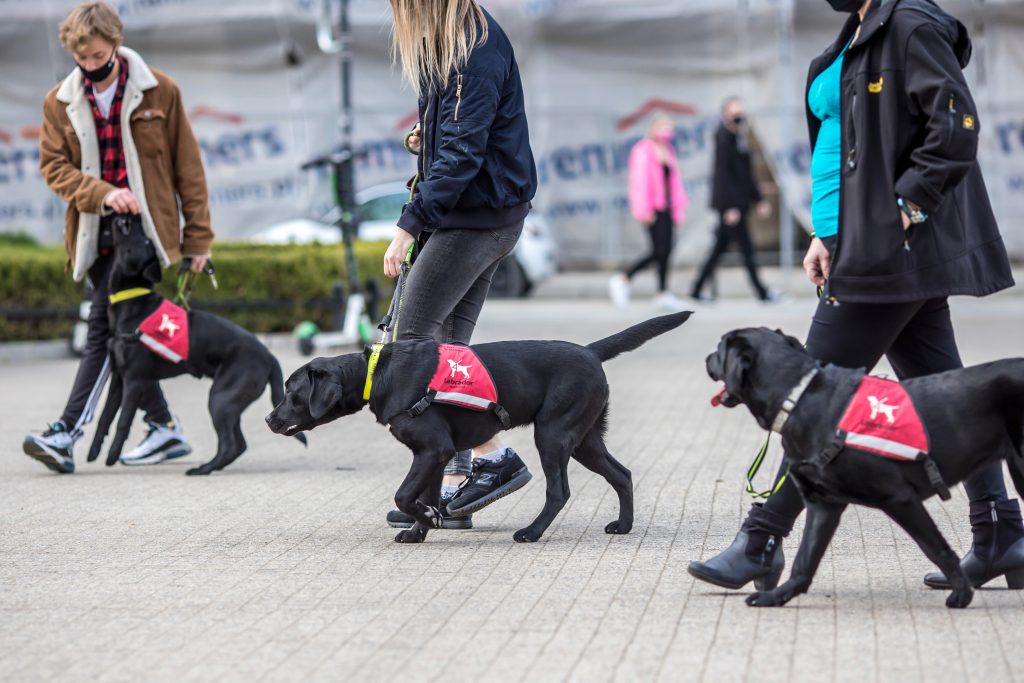 3 black labradors in puppy coats walking with puppy raisers