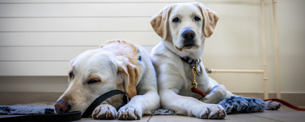 golden labrador dog and puppy lying side by side